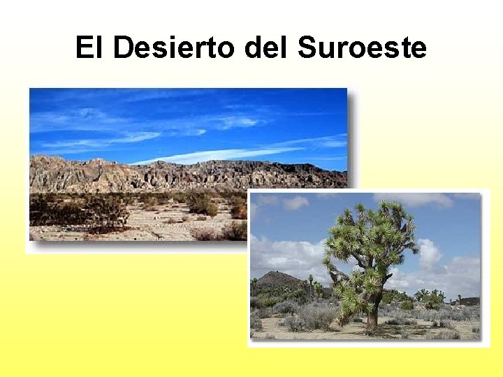 El Desierto del Suroeste 
