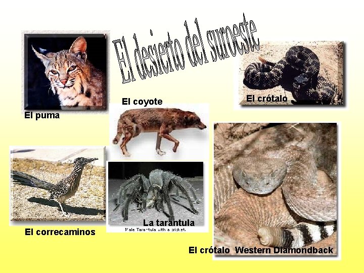 El crótalo El coyote El puma El correcaminos La tarantula El crótalo Western Diamondback