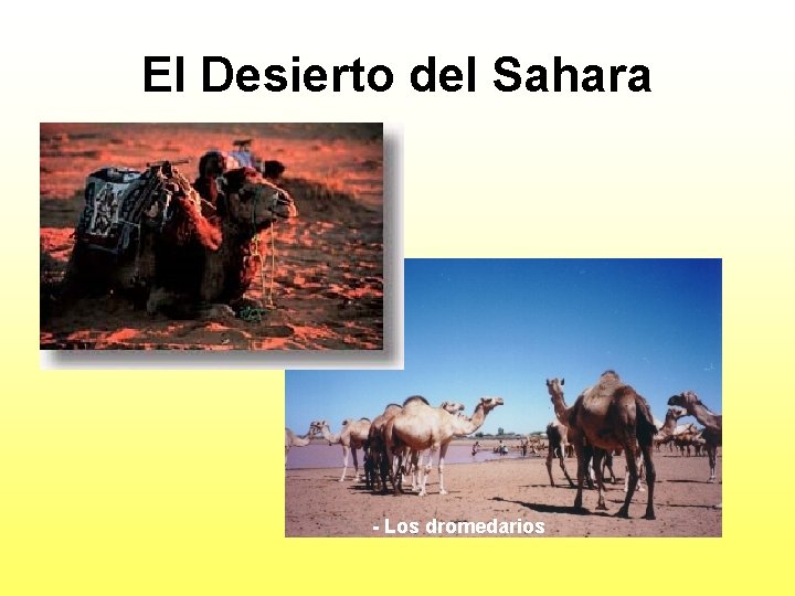 El Desierto del Sahara - Los dromedarios 