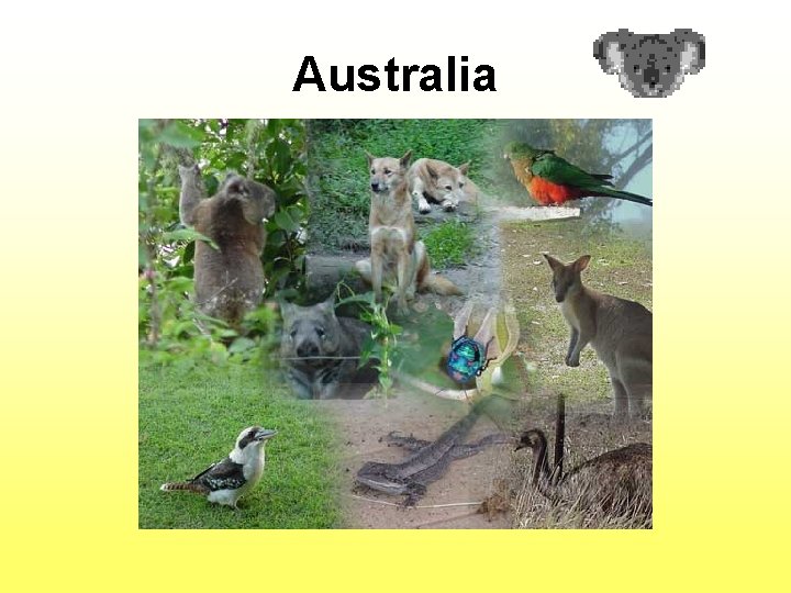 Australia 