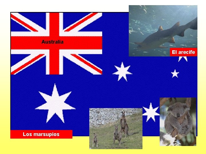 Australia El arecife Los marsupios 