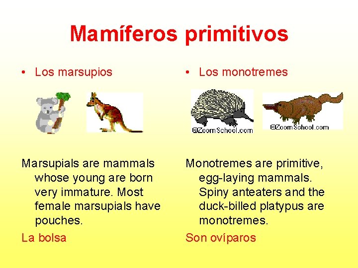 Mamíferos primitivos • Los marsupios • Los monotremes Marsupials are mammals whose young are