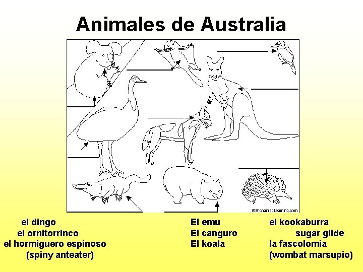 Animales de Australia el dingo el ornitorrinco el hormiguero espinoso (spiny anteater) El emu