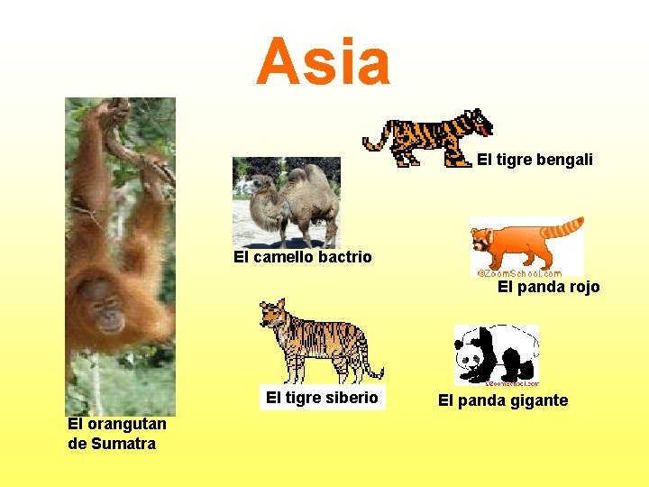 Asia El tigre bengali El camello bactrio El panda rojo El tigre siberio El