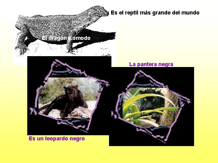 Es el reptil más grande del mundo El dragón Komodo La pantera negra Es