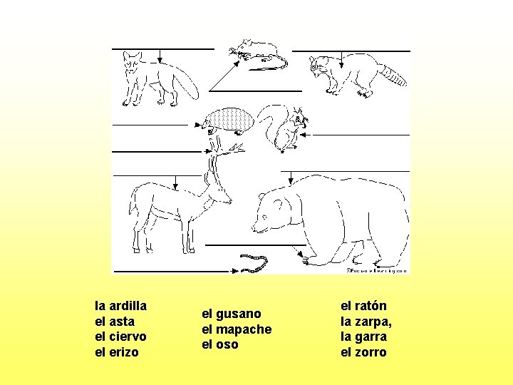 la ardilla el asta el ciervo el erizo el gusano el mapache el oso