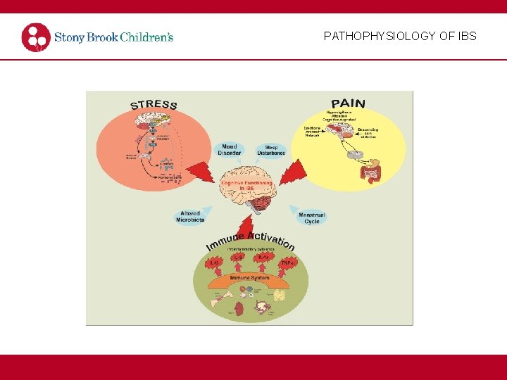 PATHOPHYSIOLOGY OF IBS 