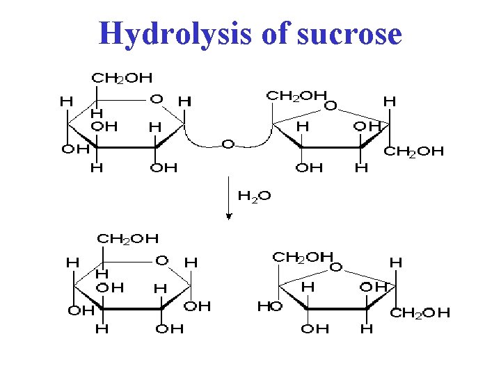 Hydrolysis of sucrose 