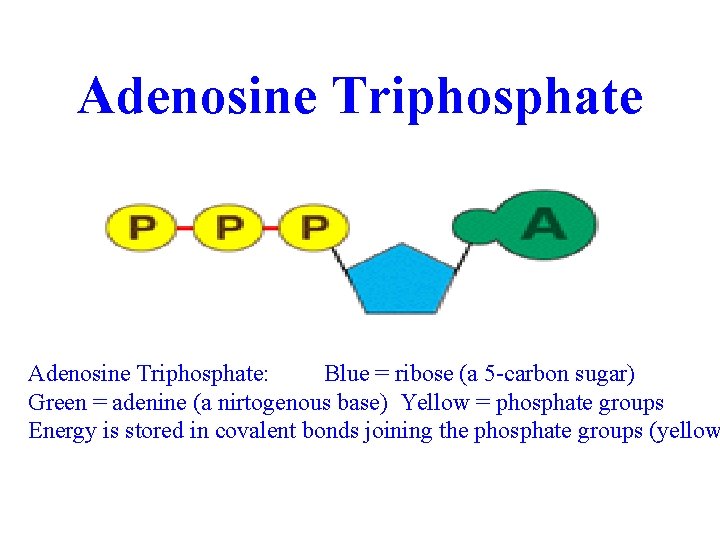 Adenosine Triphosphate: Blue = ribose (a 5 -carbon sugar) Green = adenine (a nirtogenous