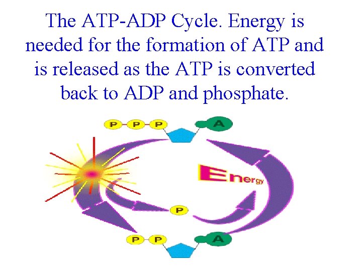The ATP-ADP Cycle. Energy is needed for the formation of ATP and is released