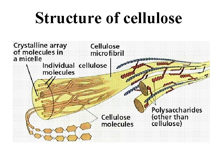 Structure of cellulose 