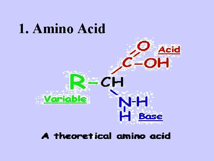 1. Amino Acid 