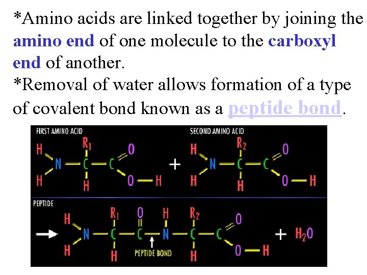 *Amino acids are linked together by joining the amino end of one molecule to
