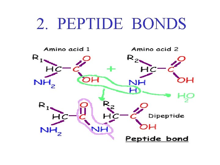 2. PEPTIDE BONDS 