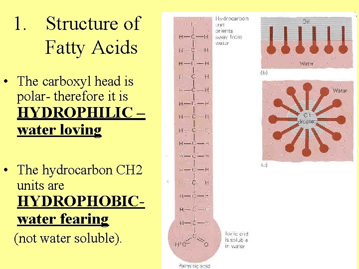 1. Structure of Fatty Acids • The carboxyl head is polar- therefore it is