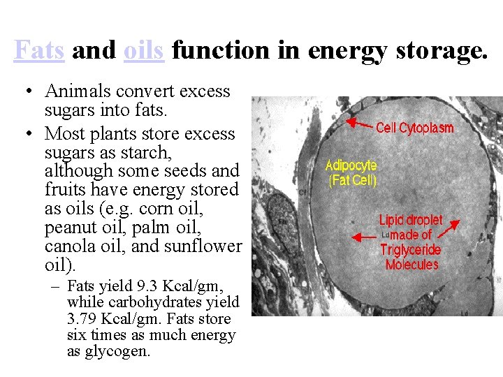 Fats and oils function in energy storage. • Animals convert excess sugars into fats.