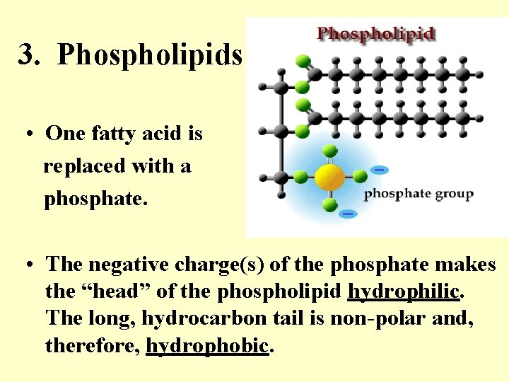 3. Phospholipids • One fatty acid is replaced with a phosphate. • The negative
