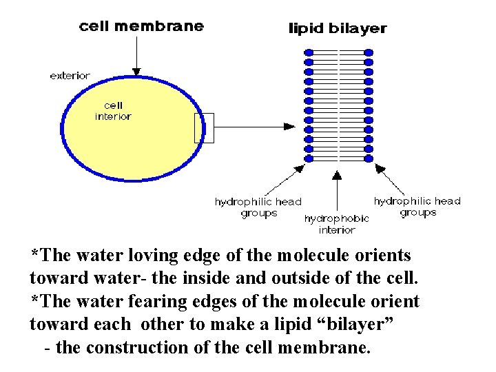  • *The water loving edge of the molecule orients toward water- the inside