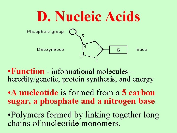 D. Nucleic Acids • Function - informational molecules – heredity/genetic, protein synthesis, and energy