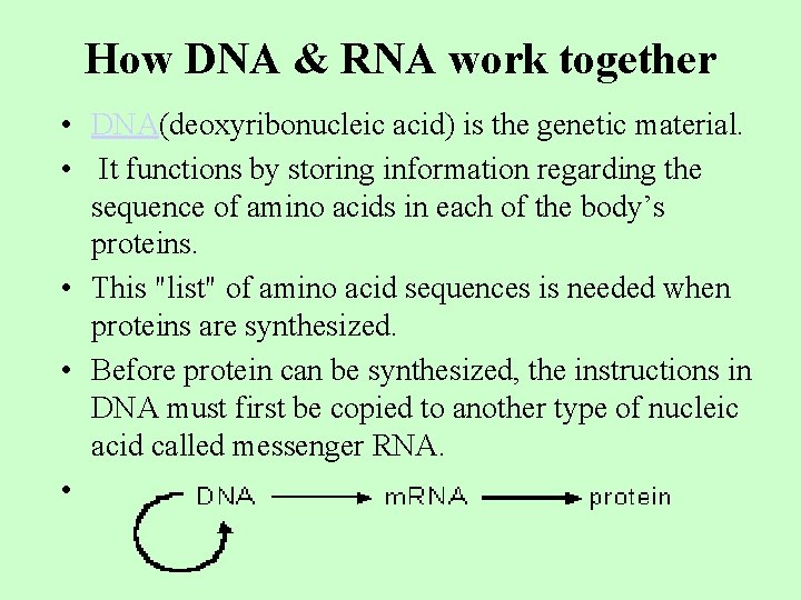 How DNA & RNA work together • DNA(deoxyribonucleic acid) is the genetic material. •