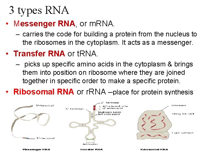 3 types RNA • Messenger RNA, or m. RNA. – carries the code for