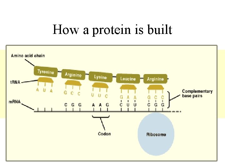 How a protein is built 