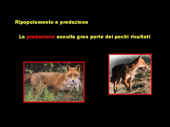 Ripopolamento e predazione La predazione annulla gran parte dei pochi risultati 