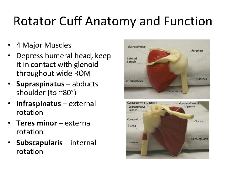 Rotator Cuff Anatomy and Function • 4 Major Muscles • Depress humeral head, keep