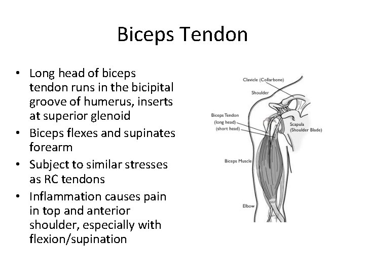 Biceps Tendon • Long head of biceps tendon runs in the bicipital groove of