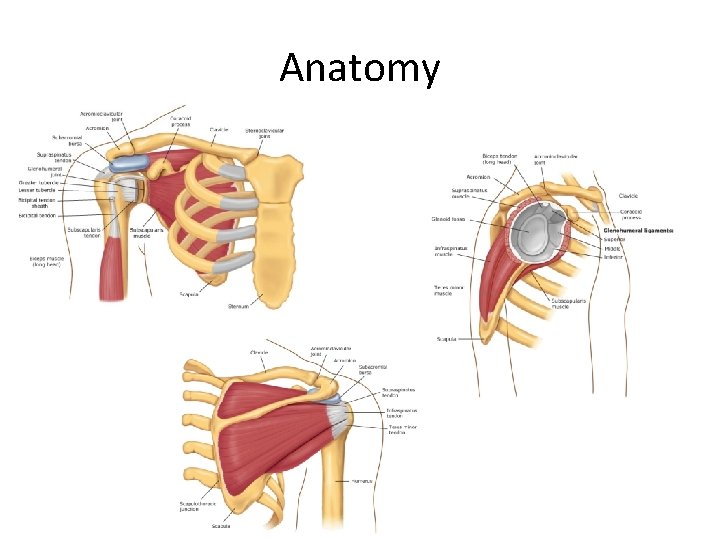 Anatomy 