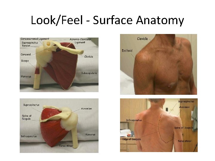 Look/Feel - Surface Anatomy 