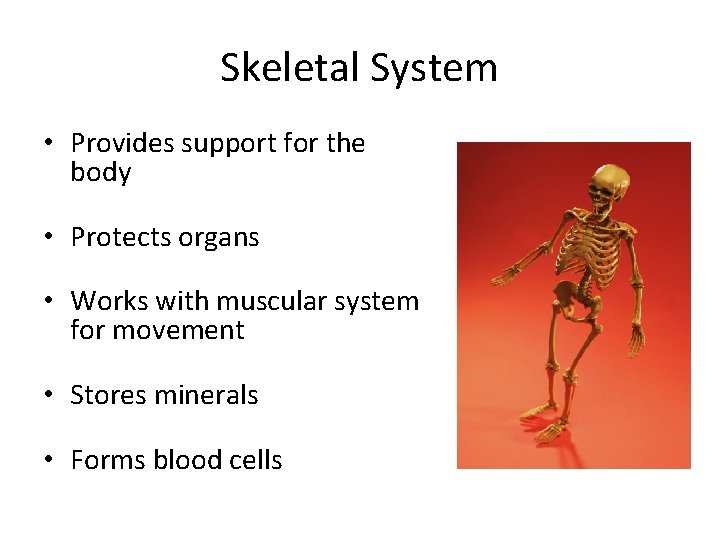 Skeletal System • Provides support for the body • Protects organs • Works with