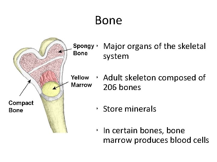 Bone • Major organs of the skeletal system • Adult skeleton composed of 206