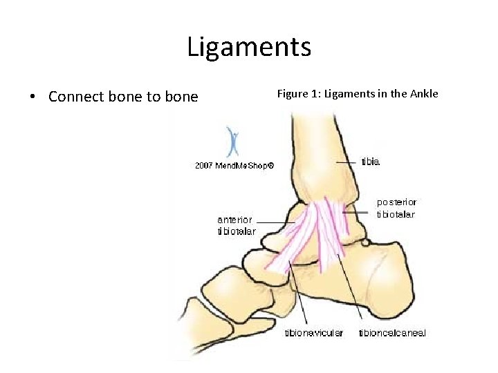 Ligaments • Connect bone to bone Figure 1: Ligaments in the Ankle 