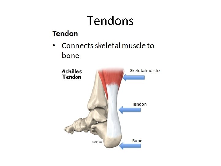 Tendons 