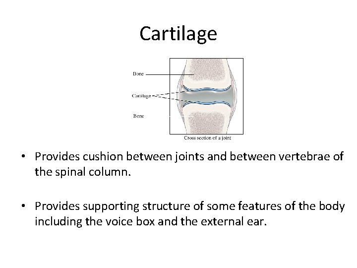 Cartilage • Provides cushion between joints and between vertebrae of the spinal column. •