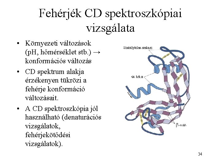 Fehérjék CD spektroszkópiai vizsgálata • Környezeti változások (p. H, hőmérséklet stb. ) → konformációs