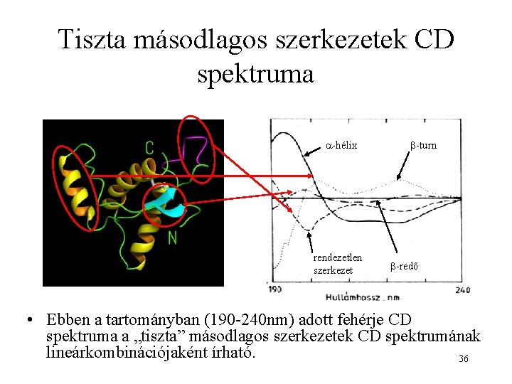 Tiszta másodlagos szerkezetek CD spektruma -hélix rendezetlen szerkezet -turn -redő • Ebben a tartományban