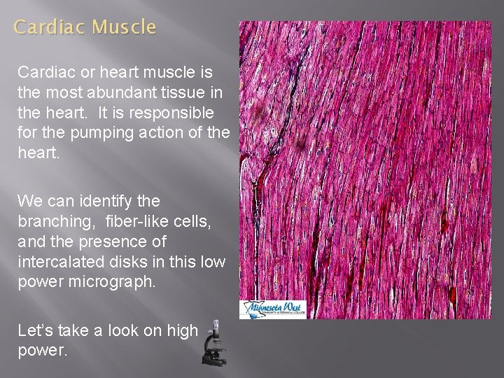 Cardiac Muscle Cardiac or heart muscle is the most abundant tissue in the heart.