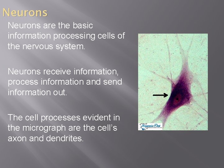 Neurons are the basic information processing cells of the nervous system. Neurons receive information,