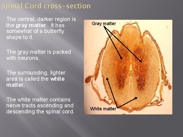 Spinal Cord cross-section The central, darker region is the gray matter. It has somewhat