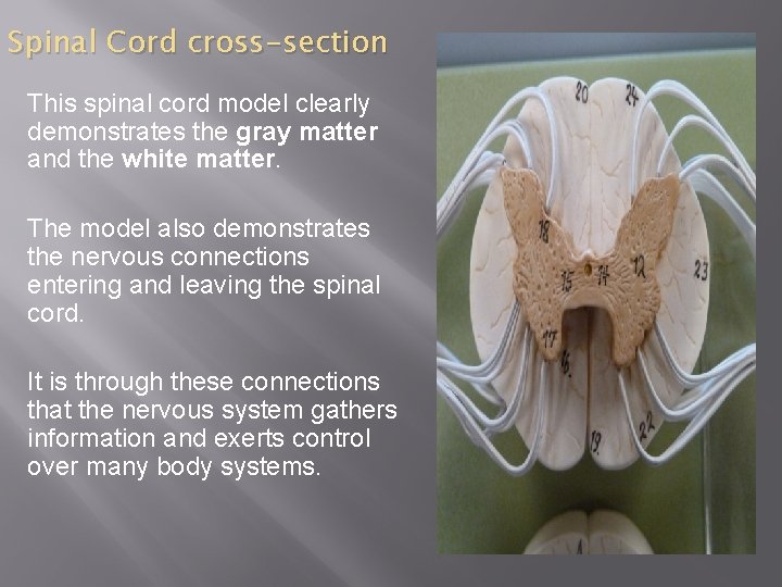 Spinal Cord cross-section This spinal cord model clearly demonstrates the gray matter and the