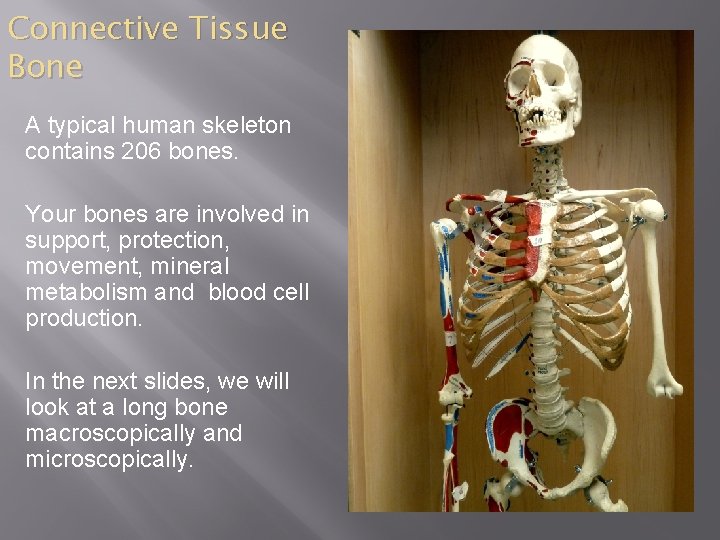 Connective Tissue Bone A typical human skeleton contains 206 bones. Your bones are involved