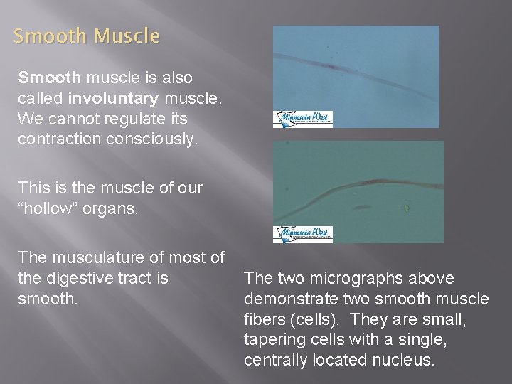 Smooth Muscle Smooth muscle is also called involuntary muscle. We cannot regulate its contraction