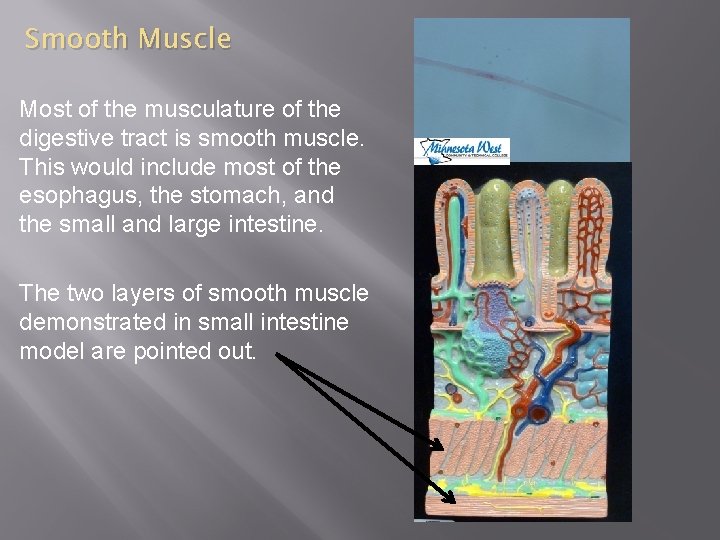 Smooth Muscle Most of the musculature of the digestive tract is smooth muscle. This