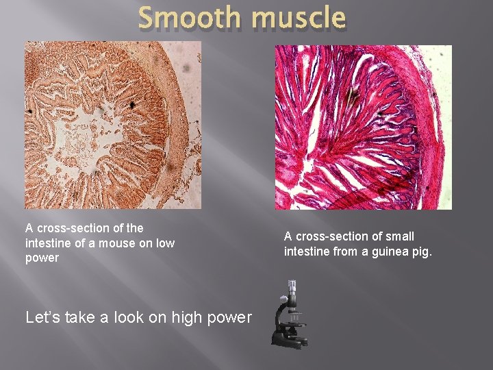 Smooth muscle A cross-section of the intestine of a mouse on low power Let’s