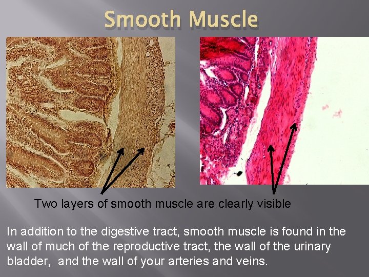 Smooth Muscle Two layers of smooth muscle are clearly visible In addition to the