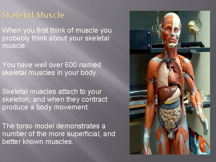 Skeletal Muscle When you first think of muscle you probably think about your skeletal