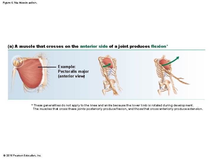 Figure 6. 14 a Muscle action. (a) A muscle that crosses on the anterior