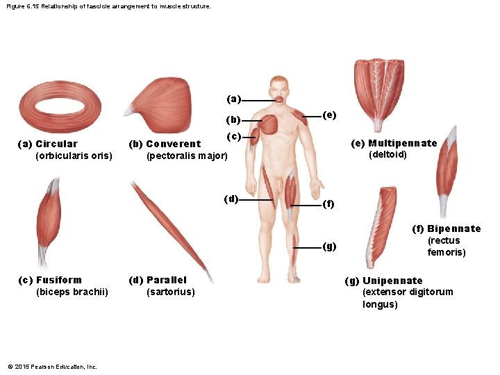 Figure 6. 15 Relationship of fascicle arrangement to muscle structure. (a) (b) (a) Circular
